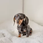 a Dachsund dog