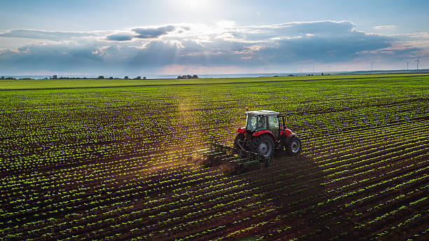 Agricultural field with a red tractor working between crop rows at sunrise.